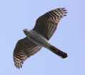 Перепелятник фото (Accipiter nisus) - изображение №575 onbird.ru.<br>Источник: www.birdskorea.org